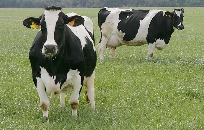 01 bovinos de leite - coluna - Barão & Barão - Agropecuária